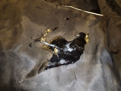 Jessica slut dress (1).jpg